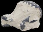 Juvenile Fossil Lobster - Eocene, London Clay #22084-2